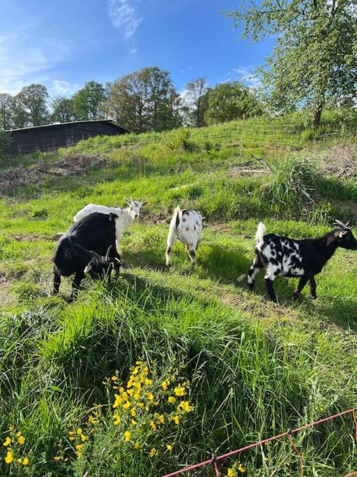 Bornhahn - Idylle Im Westerwald Katzwinkel  Eksteriør bilde