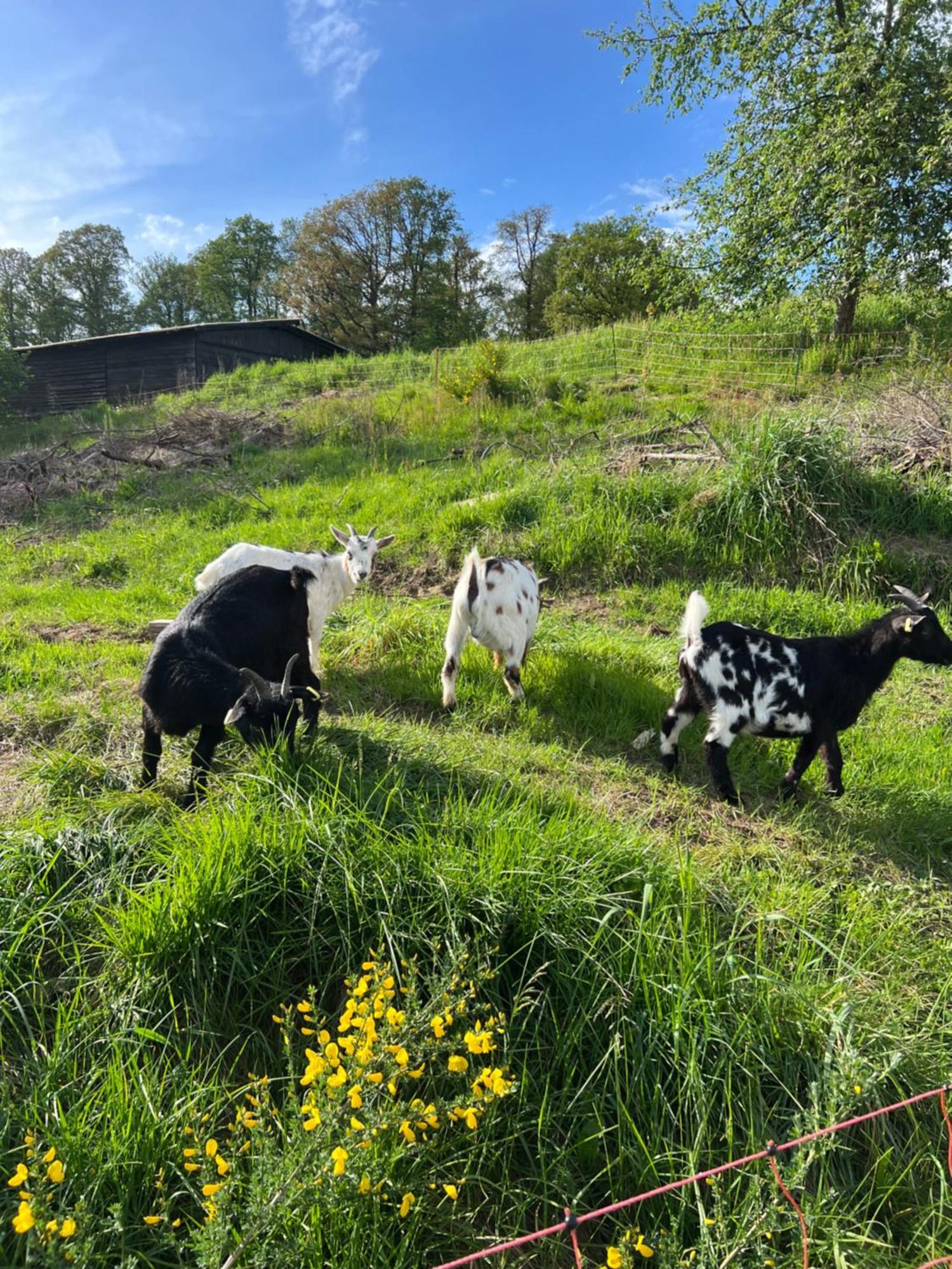 Bornhahn - Idylle Im Westerwald Katzwinkel  Eksteriør bilde